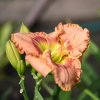 Hemerocallis (Daylily) Rapture Dawning