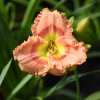 Hemerocallis (Daylily) Rapture Dawning