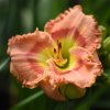 Hemerocallis (Daylily) Rapture Dawning