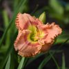 Hemerocallis (Daylily) Rapture Dawning