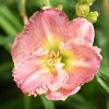 Hemerocallis (Daylily) Nega