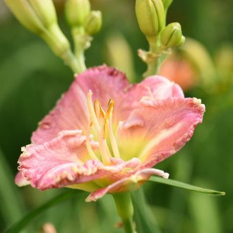 Hemerocallis (Daylily) Nega