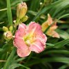 Hemerocallis (Daylily) Nega