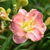 Hemerocallis (Daylily) Nega