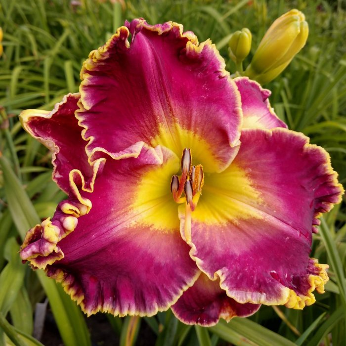 Hemerocallis (Daylily) Сіянець 08