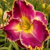 Hemerocallis (Daylily) Сіянець 08