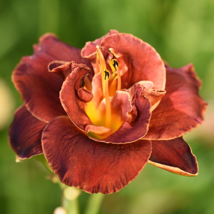 Hemerocallis (Daylily) Night Embers