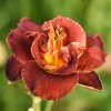 Hemerocallis (Daylily) Night Embers