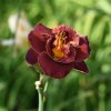 Hemerocallis (Daylily) Night Embers
