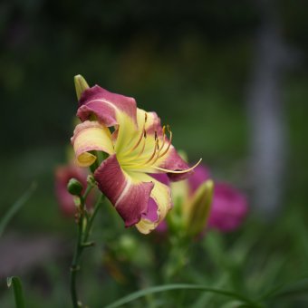 Hemerocallis (Daylily) Magic Dancer