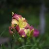 Hemerocallis (Daylily) Magic Dancer