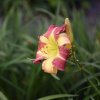 Hemerocallis (Daylily) Magic Dancer