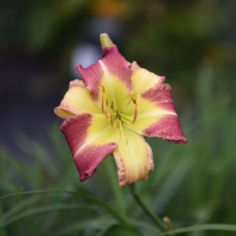 Hemerocallis (Daylily) Magic Dancer