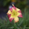 Hemerocallis (Daylily) Magic Dancer