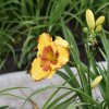 Hemerocallis (Daylily) Irresistible Charm