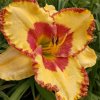 Hemerocallis (Daylily) Irresistible Charm