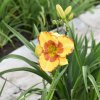 Hemerocallis (Daylily) Irresistible Charm