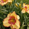 Hemerocallis (Daylily) Irresistible Charm