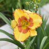 Hemerocallis (Daylily) Irresistible Charm