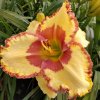 Hemerocallis (Daylily) Irresistible Charm