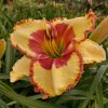 Hemerocallis (Daylily) Irresistible Charm