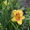 Hemerocallis (Daylily) Irresistible Charm