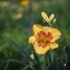 Hemerocallis (Daylily) Irresistible Charm