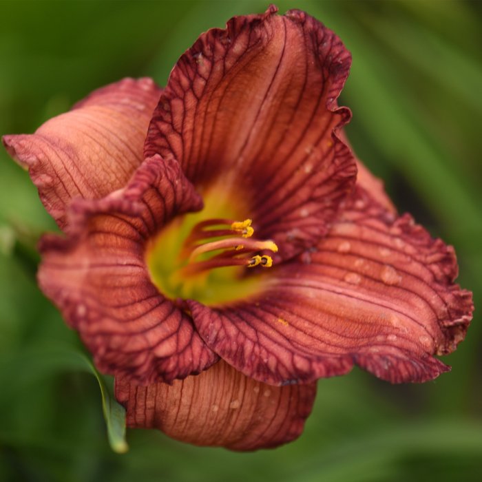 Hemerocallis (Daylily) Nowhere to Hide