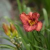 Hemerocallis (Daylily) Nowhere to Hide