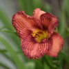 Hemerocallis (Daylily) Nowhere to Hide