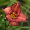 Hemerocallis (Daylily) Nowhere to Hide