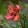 Hemerocallis (Daylily) Nowhere to Hide