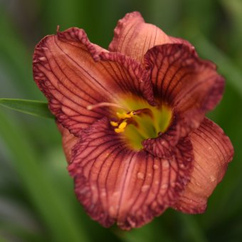 Hemerocallis (Daylily) Nowhere to Hide