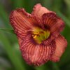 Hemerocallis (Daylily) Nowhere to Hide