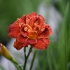 Лілійник Paprika Flame (Папріка флейм, Полум'я паприки)