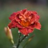 Лілійник Paprika Flame (Папріка флейм, Полум'я паприки)