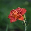 Лілійник Paprika Flame (Папріка флейм, Полум'я паприки)