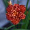 Лілійник Paprika Flame (Папріка флейм, Полум'я паприки)