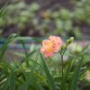 Hemerocallis (Daylily) Lacy Doily