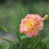 Hemerocallis (Daylily) Lacy Doily