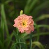 Hemerocallis (Daylily) Lacy Doily