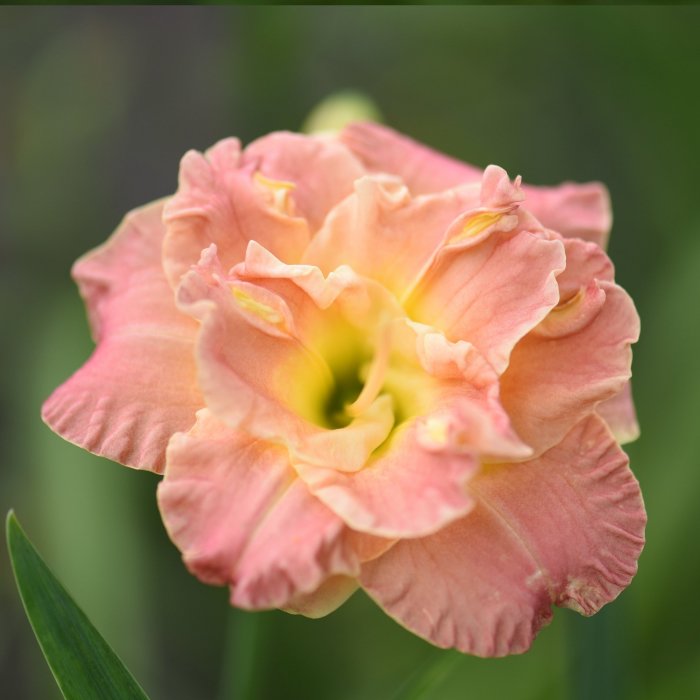 Hemerocallis (Daylily) Lacy Doily