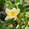 Hemerocallis (Daylily) Arctic Snow