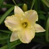 Hemerocallis (Daylily) Arctic Snow