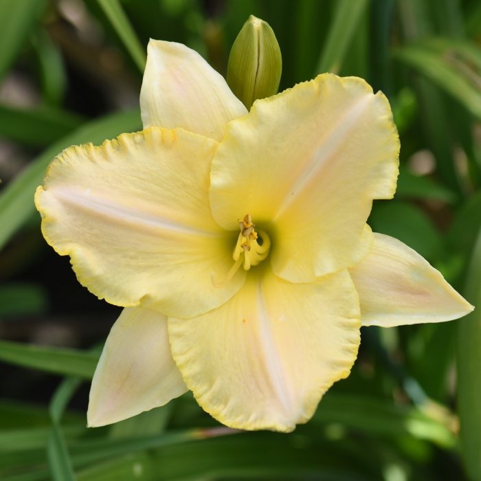 Hemerocallis (Daylily) Arctic Snow