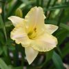 Hemerocallis (Daylily) Arctic Snow
