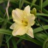 Hemerocallis (Daylily) Arctic Snow