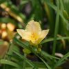 Hemerocallis (Daylily) Arctic Snow