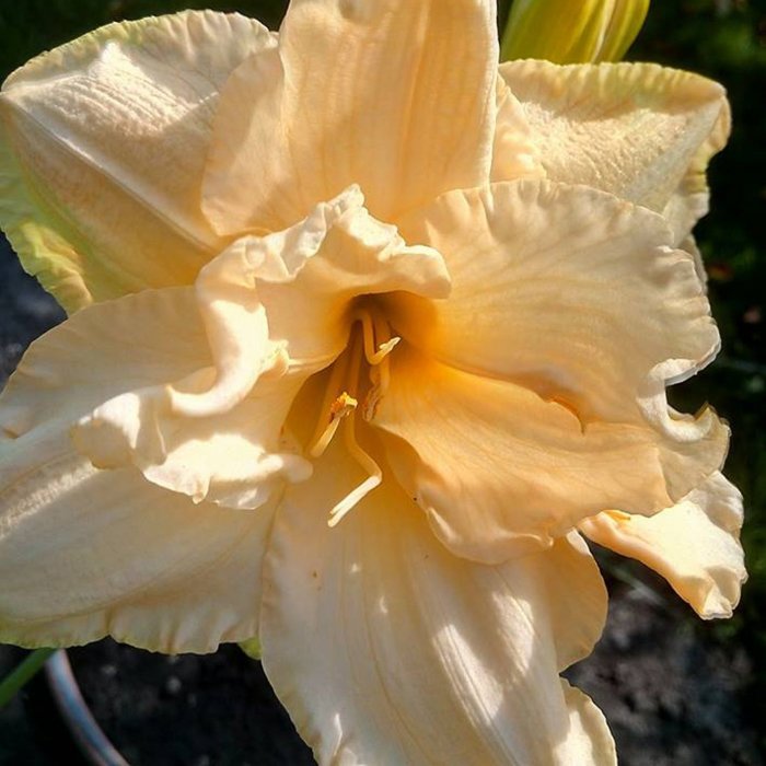 Hemerocallis (Daylily) Land of Cotton
