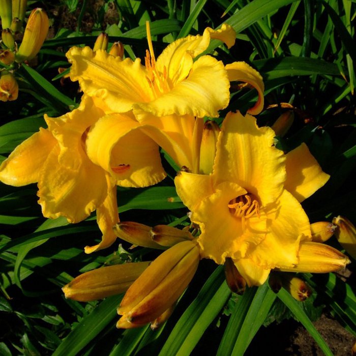 Hemerocallis (Daylily) номер 42